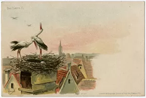 Nesting Collection: The storks lay a precious egg in their nest - Strasbourg
