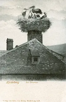 Nest Prints: Storks Nest - On a Chimney in Heidelberg, Germany
