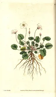 Erodium Prints: Storksbill, Erodium reichardii