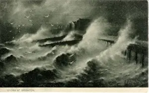 Gulls Prints: Storm and Herring Gulls, Brighton, Sussex
