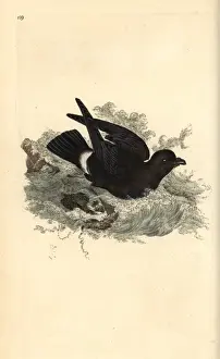 Storm petrel, Hydrobates pelagicus