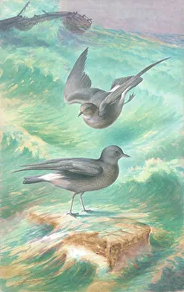 Rankin Prints: Storm Petrels