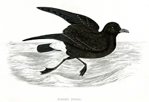 Pelagica Prints: STORMY PETREL