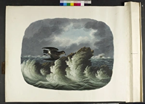 Images Dated 14th July 2010: The stormy petrel Hydrobates pelagicus
