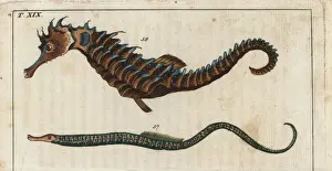 Encyclopedia Prints: Straight-nosed pipefish and seahorse