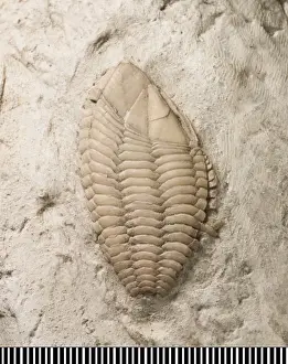 Mesozoic Prints: Stramentum, a fossil barnacle