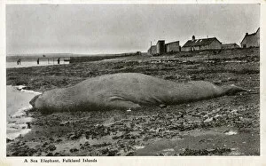 Washed Gallery: Stranded Sea Elephant - Falkland Islands