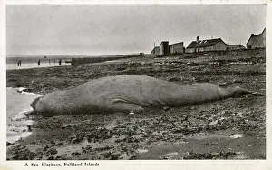 Falkland Prints: Stranded Sea Elephant - Falkland Islands