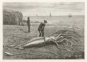 Stranded Squid / Canada