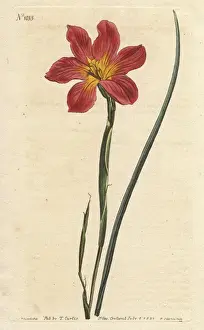 Moraea Prints: Straw-coloured equal-flowered moraea or Cape