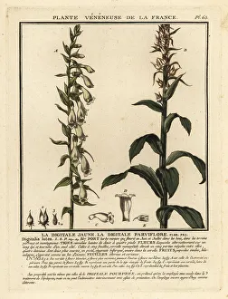 Colour Printing Prints: Straw foxglove, Digitalis lutea