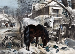 Live Stock Collection: The Straw-Yard, Winter