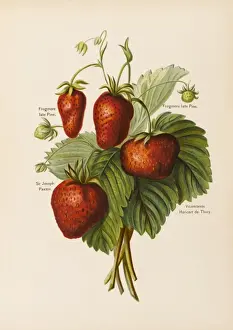 Strawberries Prints: Strawberries
