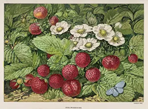 Strawberries Prints: Strawberries & Flowers