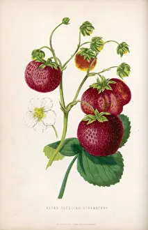 1871 Prints: Strawberry / 1871