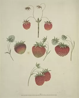 Chilli Collection: The Strawberry