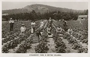 Strawberry Prints: Strawberry Farm - British Columbia - Canada