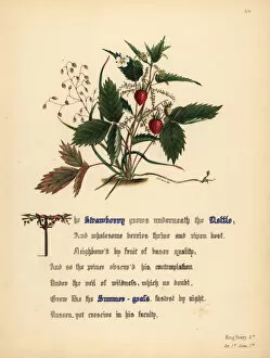 Jane Gallery: Strawberry, Nettle and Summer-grass (King Henry V)