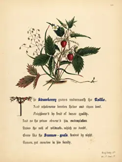 Strawberry Prints: Strawberry, Nettle and Summer-grass (King Henry V)