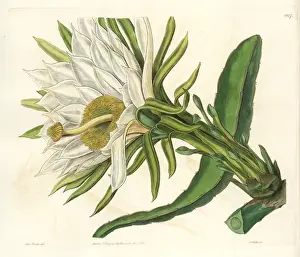 Sydenhamedwards Prints: Strawberry pear cactus, Hylocereus trigonus