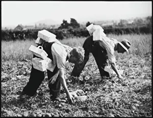 Strawberry Pickers