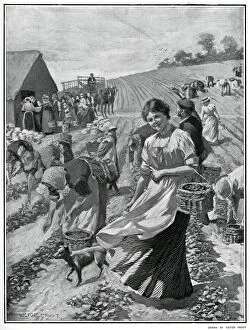 Pickers Gallery: Strawberry picking season in Kent 1901