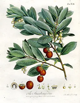 Flora Prints: Strawberry Tree