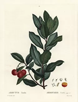 Moret Gallery: Strawberry tree, Arbutus unedo