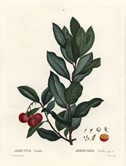 Arbutus Gallery: Strawberry tree, Arbutus unedo