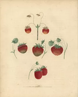 Chili Collection: Strawberry varieties