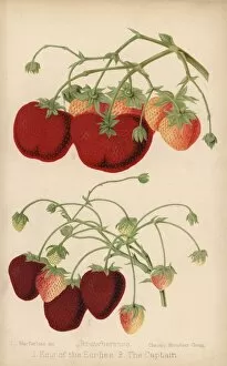 Ananassa Gallery: Strawberry varieties: King of the Earlies