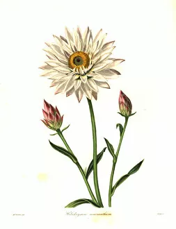 Maund Collection: Strawflower, Helichrysum macranthum