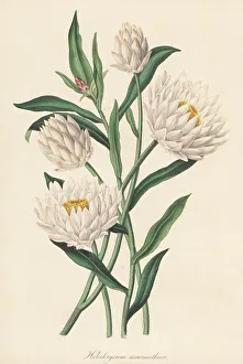 Magazine Of Botany Prints: Strawflower, Xerochrysum macranthum