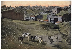 Images Dated 31st March 2021: Stray dogs of Istanbul, Turkey. Date: 1890s