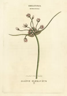 Allium Gallery: Streaked field garlic, Allium oleraceum