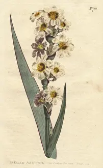 Streaked Prints: Streaked flowered marica with white, yellow