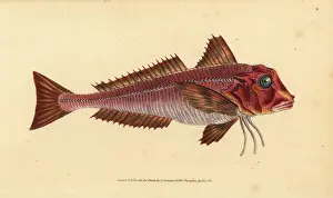 Streaked Prints: Streaked gurnard, Trigloporus lastoviza