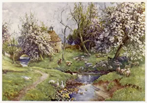 Blossom Collection: Stream with Geese