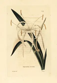 Streambank spiderlily, Hymenocallis rotata
