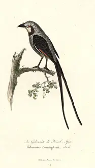 Streamer-tailed tyrant, Gubernetes yetapa