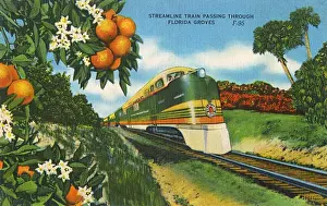 Livery Prints: Streamline Train passing through Florida Orange groves