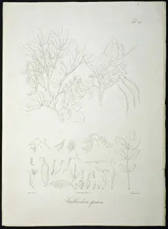 Legume Prints: Streblorrhiza speciosa