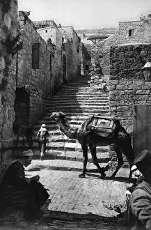 Camels Prints: Street with camel and steps, Jerusalem