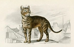 Stray Gallery: STREET CAT