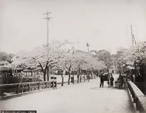Street with cherry blossom, Japan