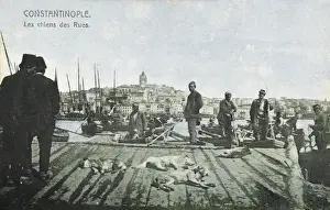 River Side Prints: Street Dogs asleep - Constantinople, Turkey
