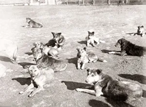 Street dogs, Constantinople, (Istanbul) Turkey, c. 1880 s