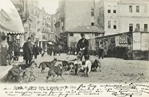Street Dogs - Constantinople, Turkey