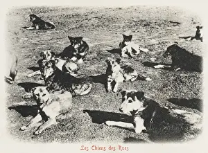 Lounging Prints: Street Dogs - Constantinople, Turkey