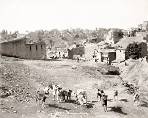 Stray Gallery: Street dogs, stray dogs, Turkey
